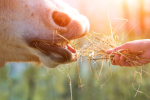 Pony eating grass