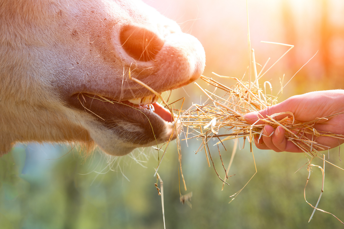 Pony eating grass