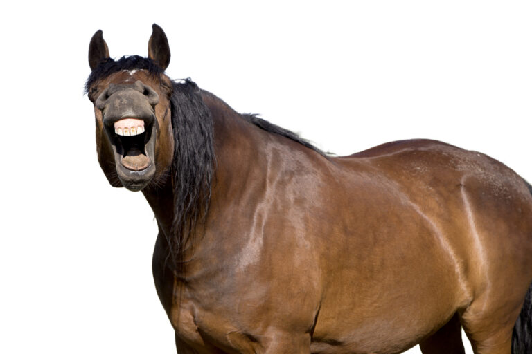 Pony health check #2: Capillary refill time
