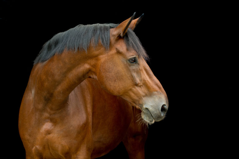 The Dutch Warmblood