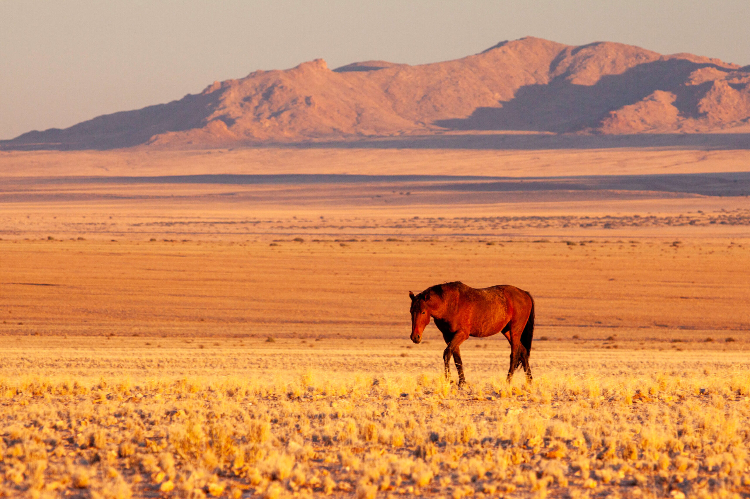 BREEDS OF THE WORLD: THE NAMIB DESERT HORSE