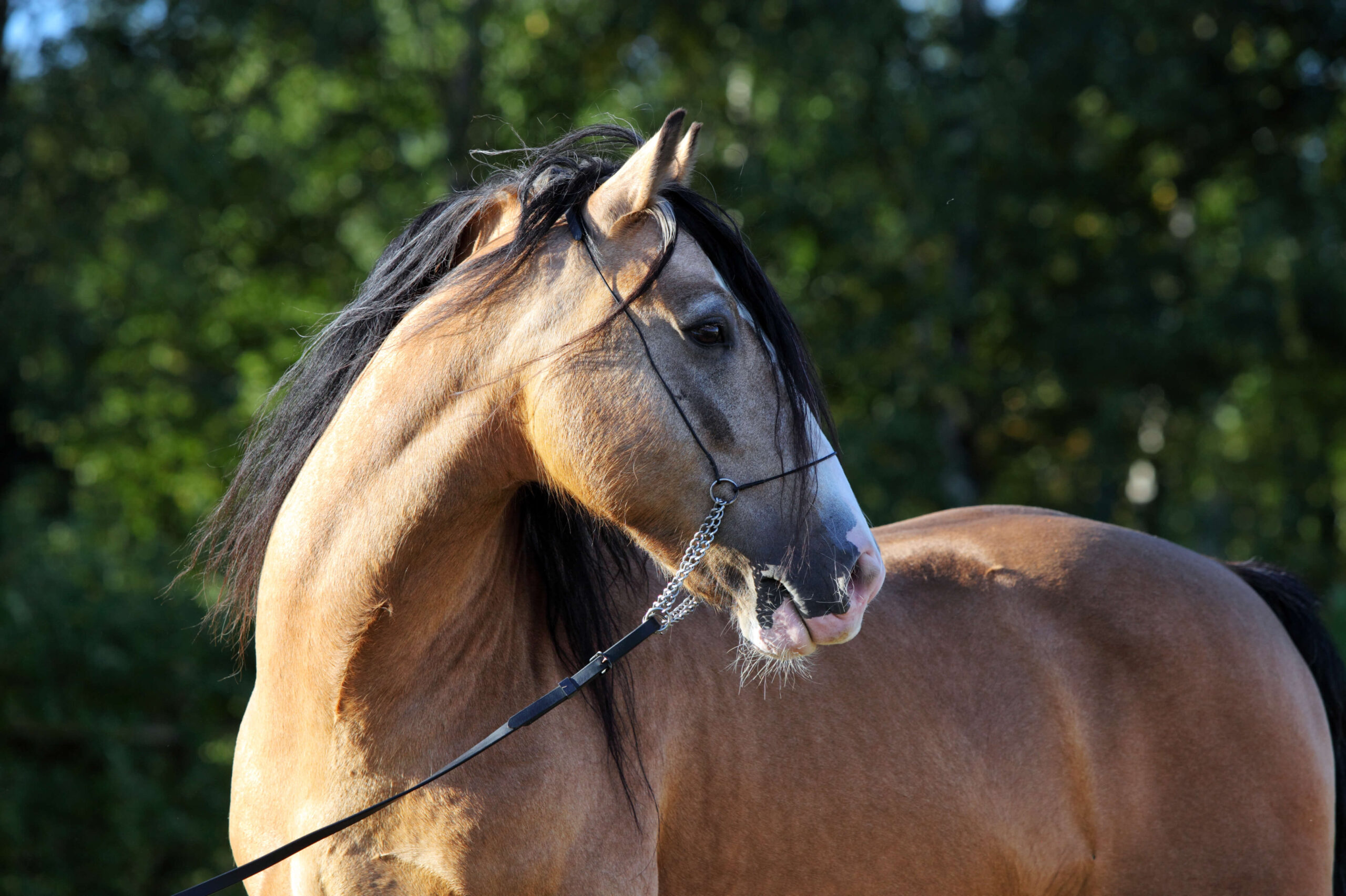 BREEDS OF THE WORLD: THE PASO FINO
