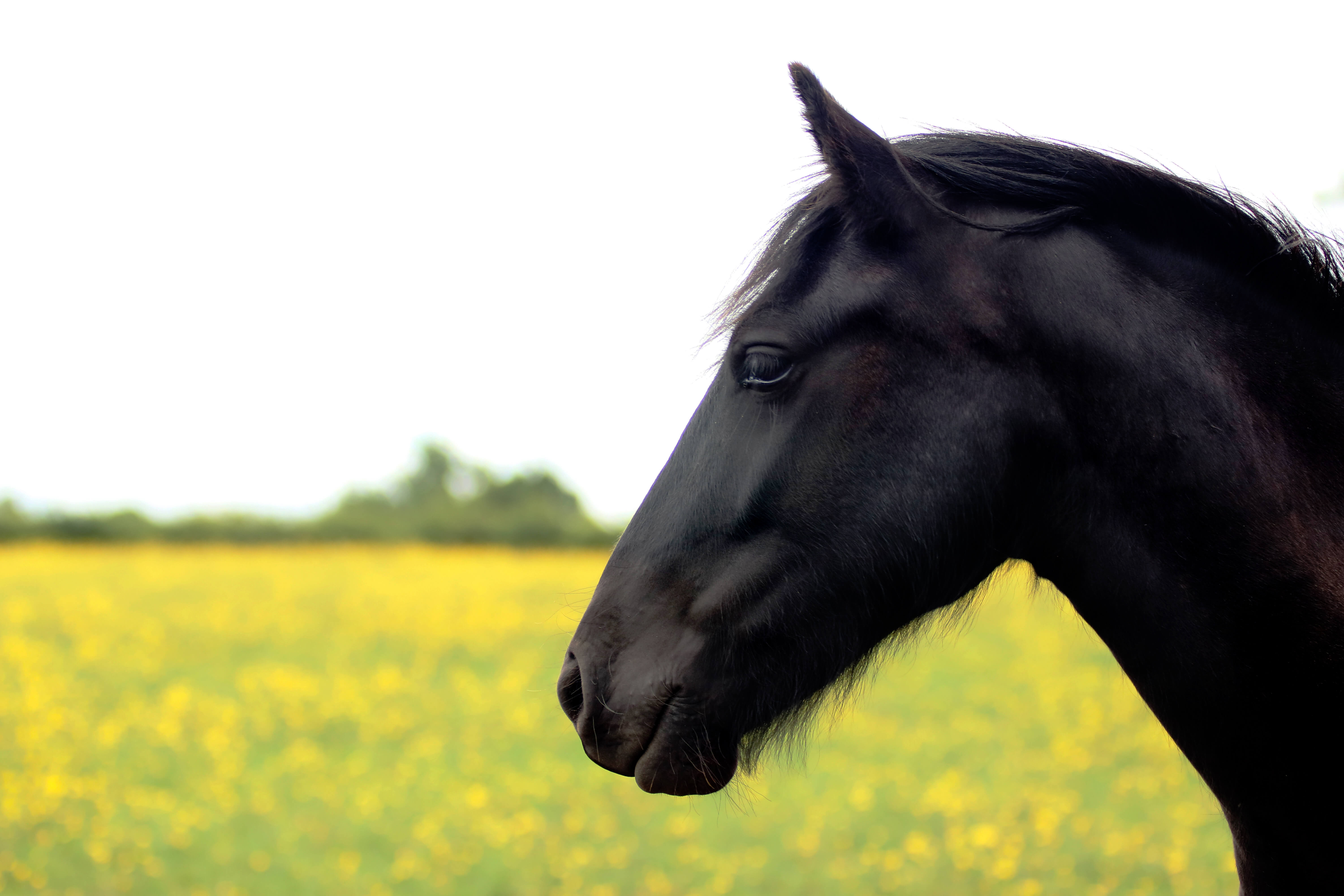 PONY BREEDS: THE FELL PONY