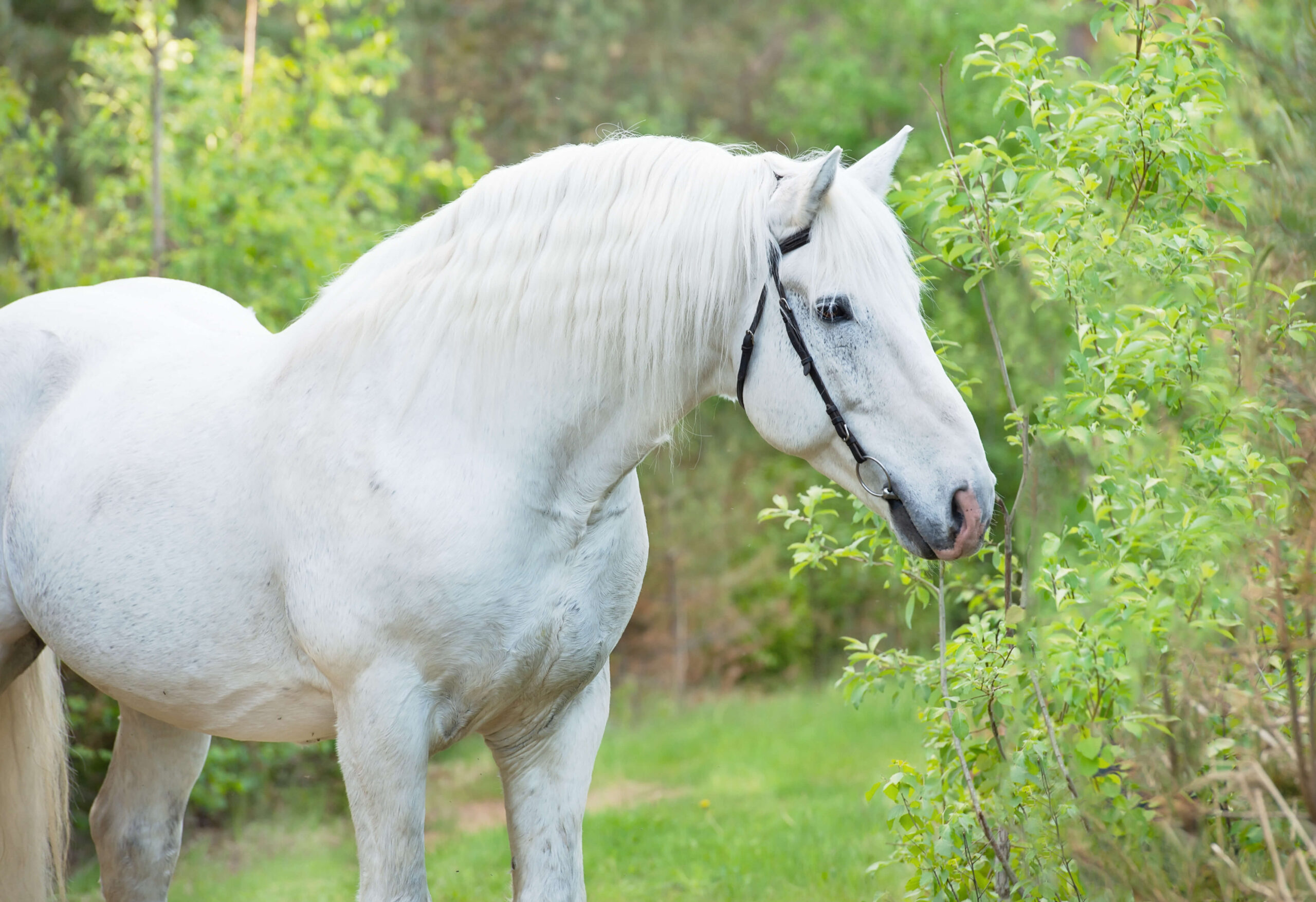 WHY DO WE GROUP HORSES INTO BREEDS?