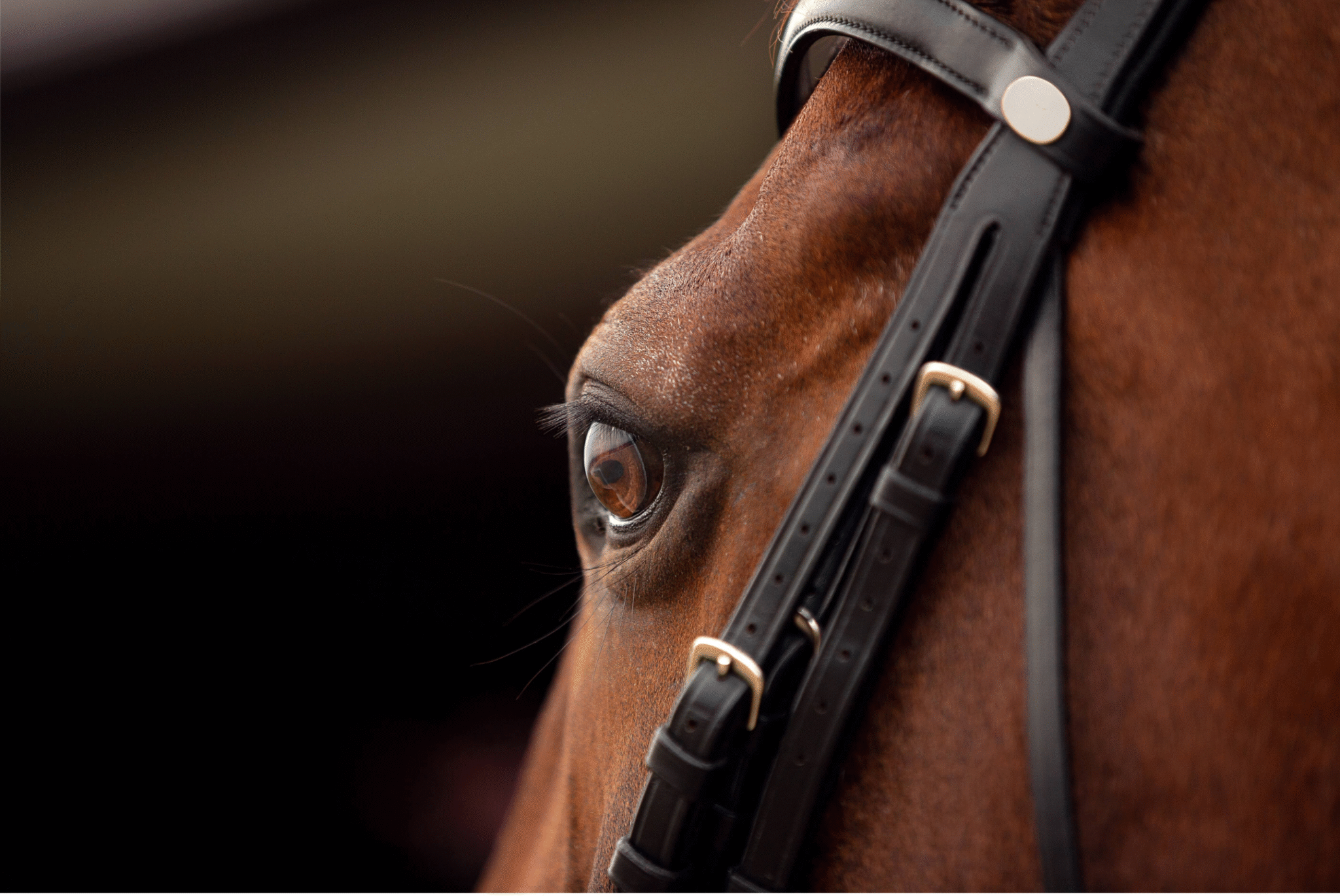 A close-up of a bay horse's eye in a bridle - HQ Pony Magazine
