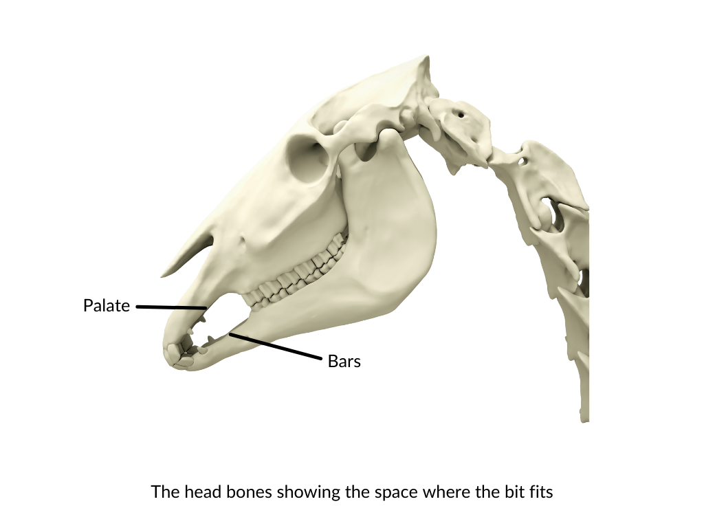 The skull of a horse showing where the palate is and where the bars lie - HQ Pony Magazine