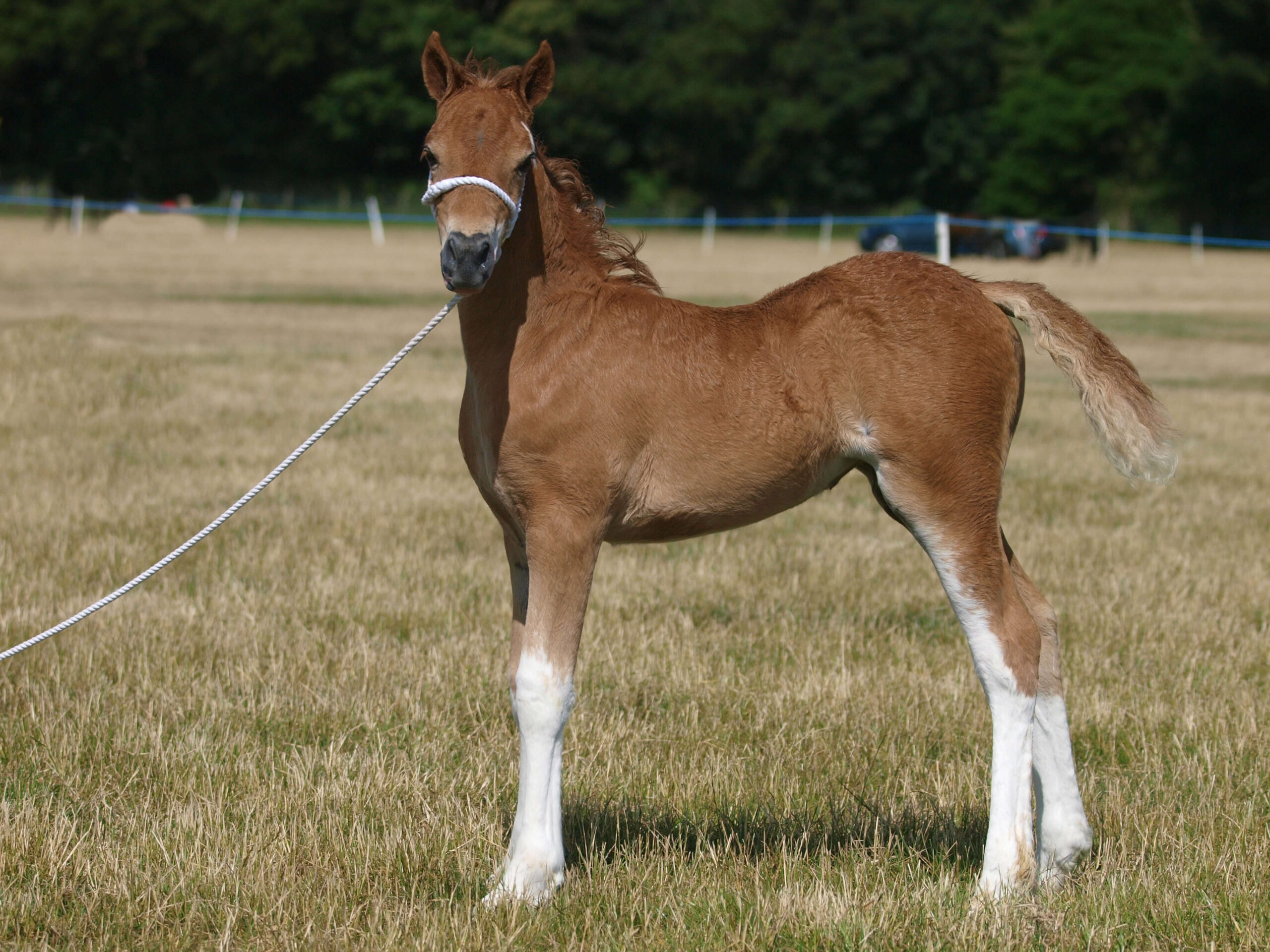 Welsh Pony foal with four white socks - HQ Pony Magazine