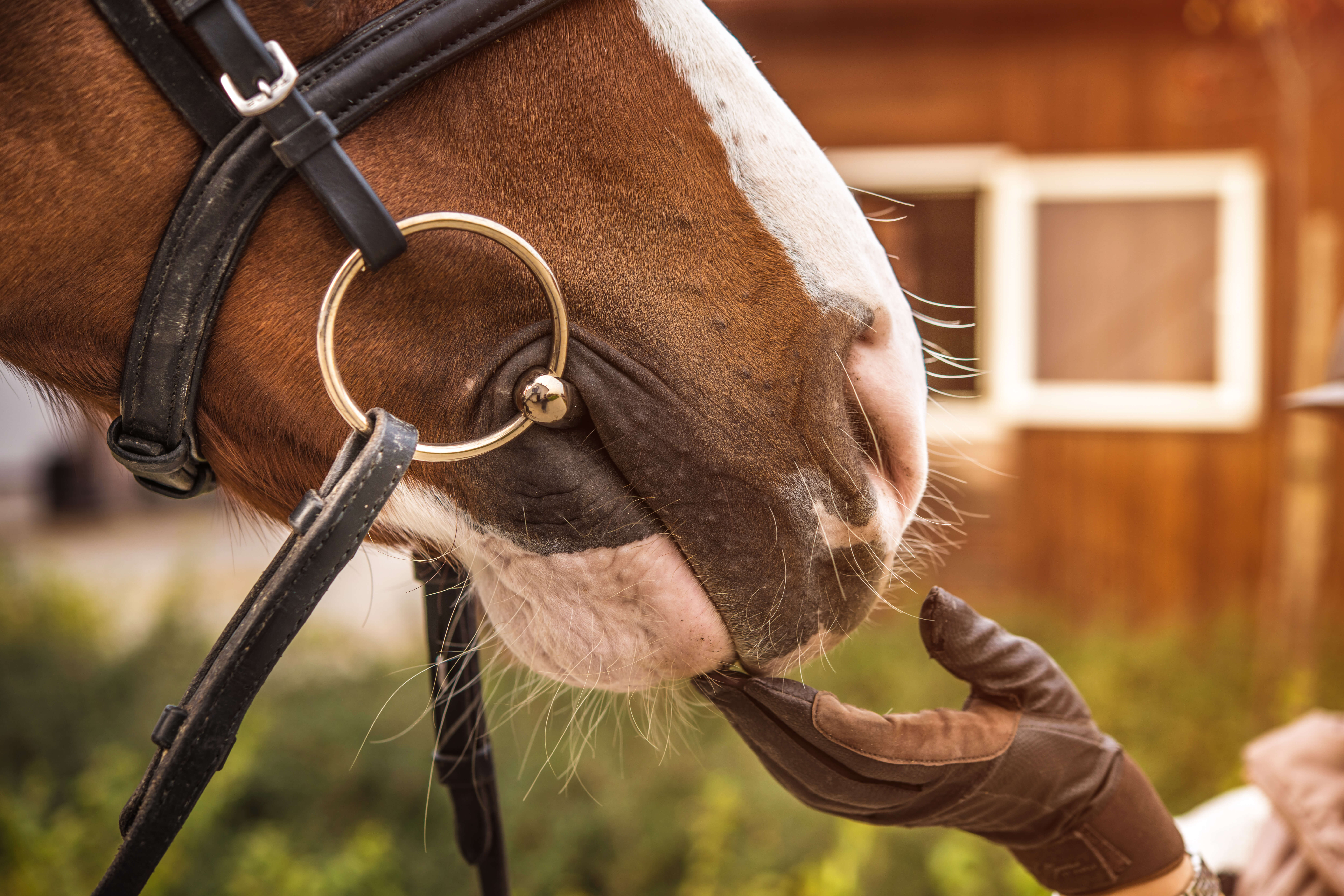 A snaffle bit sitting in the mouth of a horse. Many riders have incorrectly been taught to always have a certain number of wrinkles when fitting a bit. This does not take into account that horses are all different to each other - HQ Pony Magazine