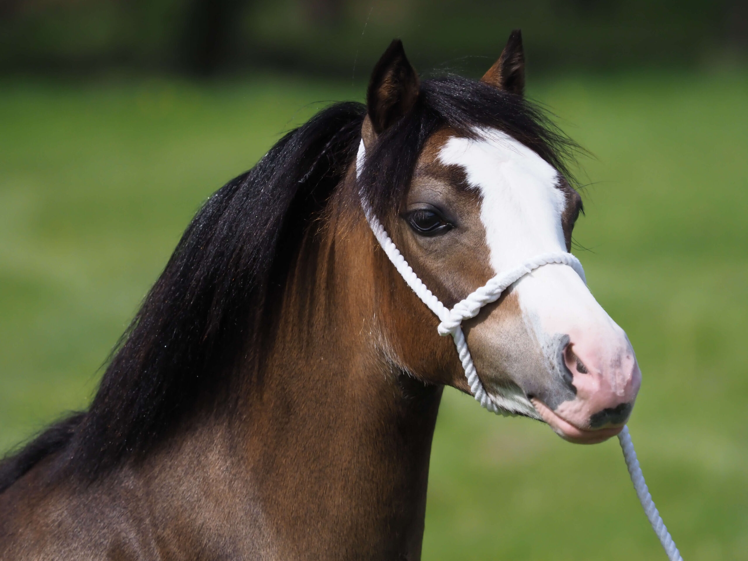 Close up of a bay Section A Welsh Pony - HQ Pony Magazine