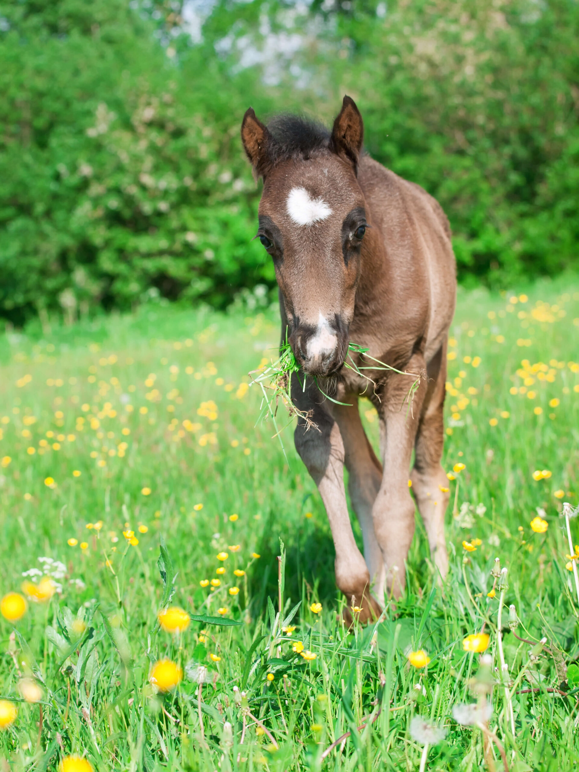 Bay Welsh Pony Foal with a star - HQ Pony Magazine