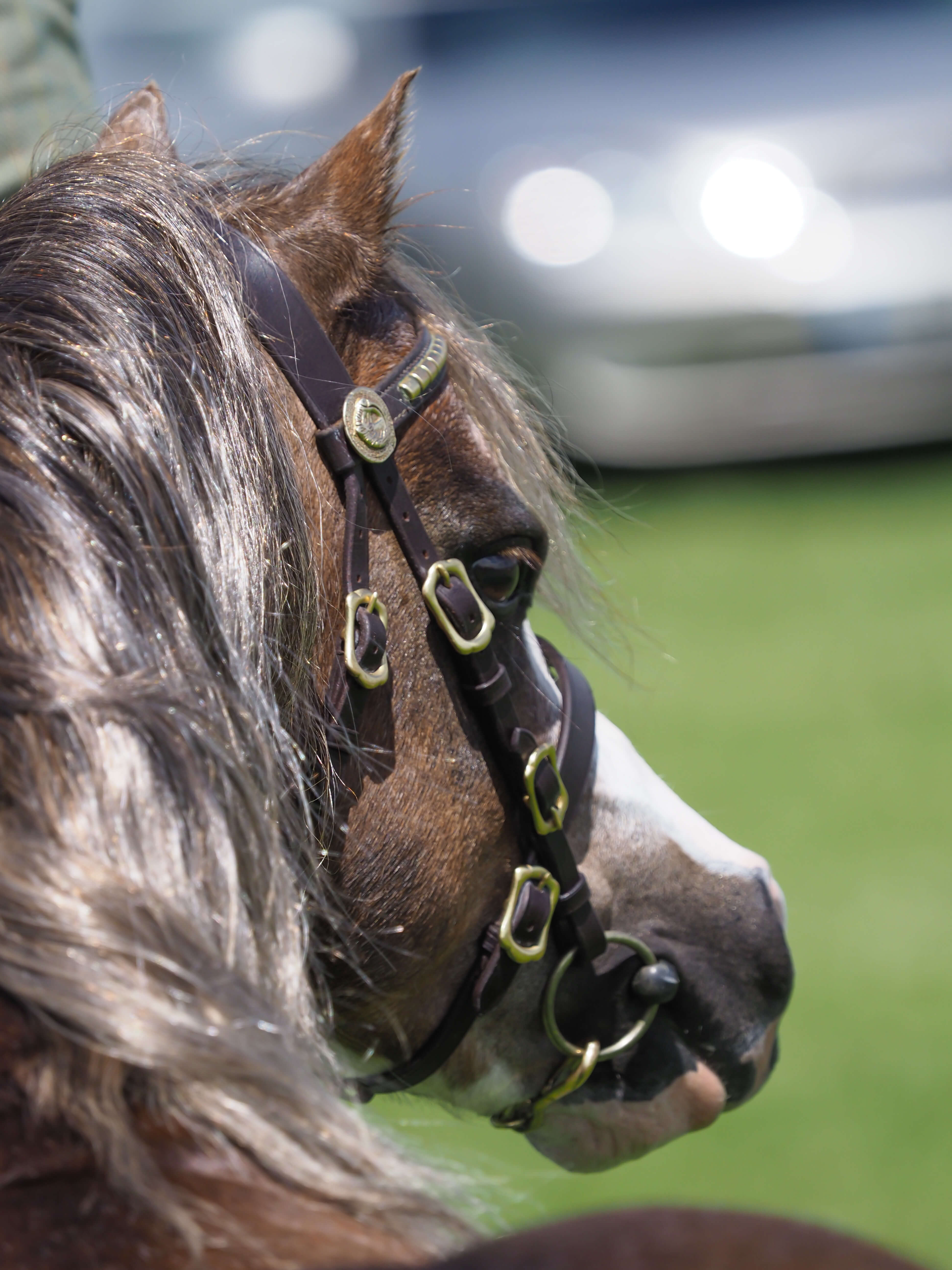 Super close of a Section A Welsh Pony - HQ Pony Magazine