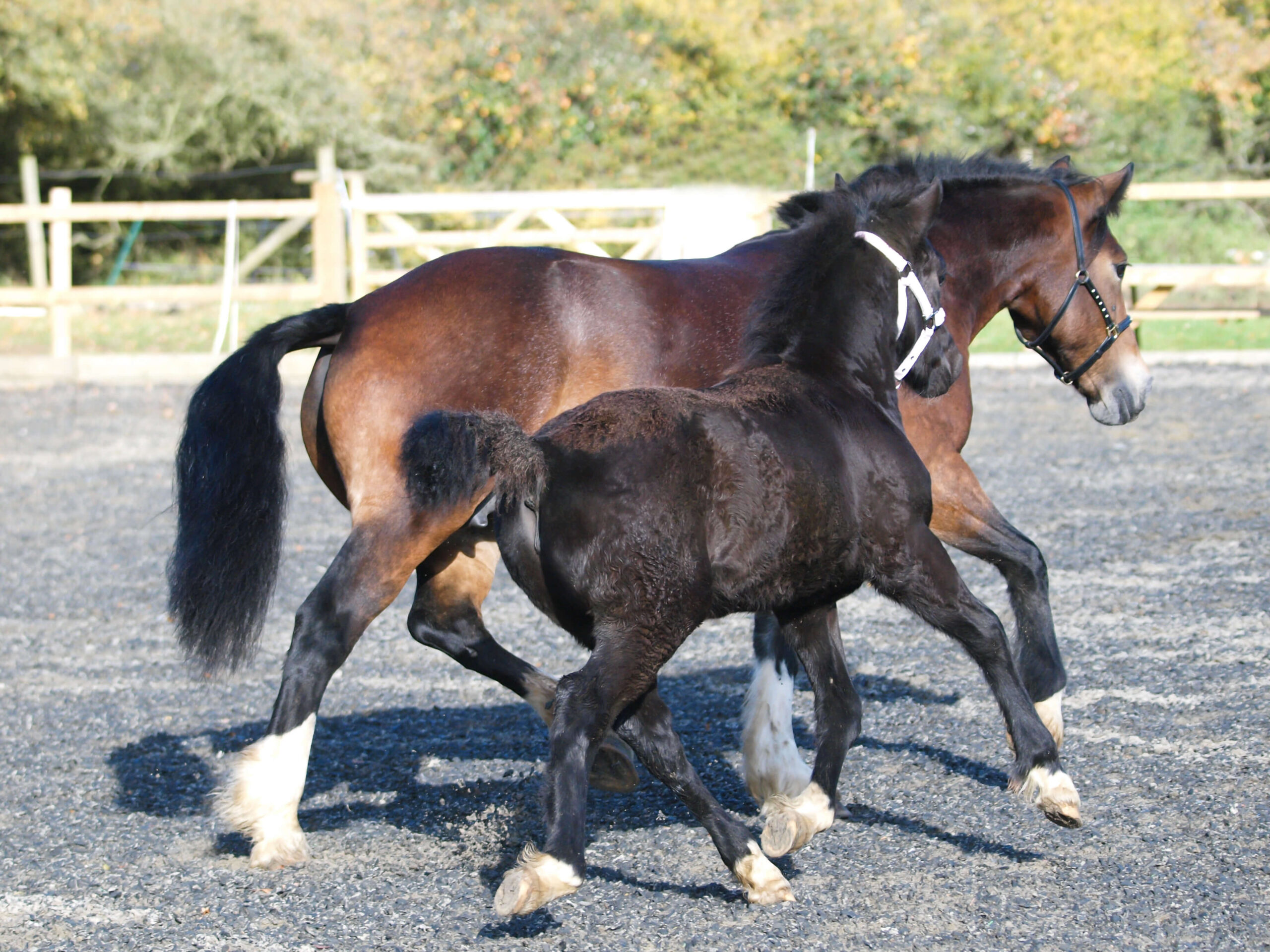Section D Welsh Cob and foal running in the arena - HQ Pony Magazine