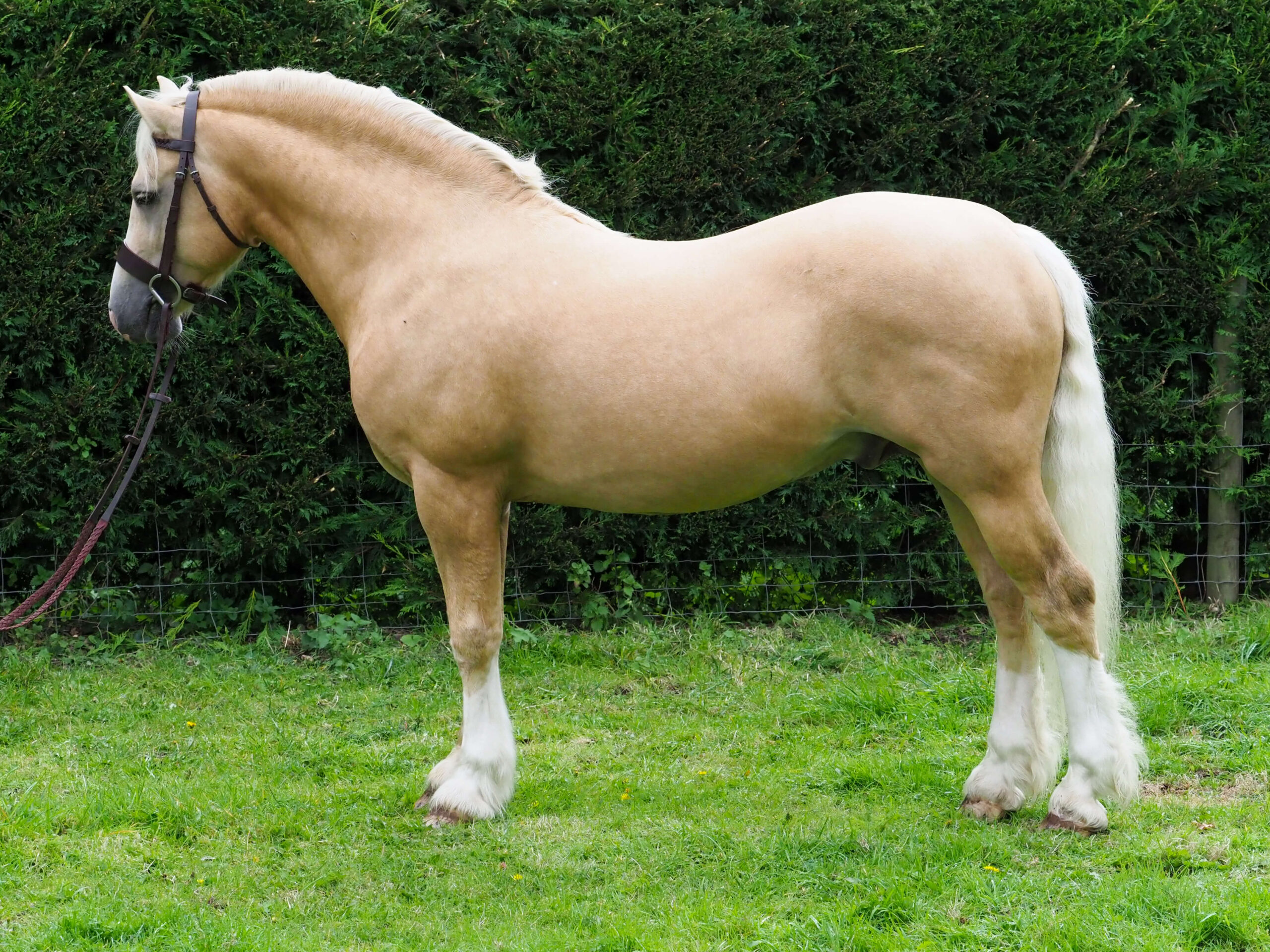 Palamino Section C Welsh Pony shown in side profile to allow assessment of conformation - HQ Pony Magazine