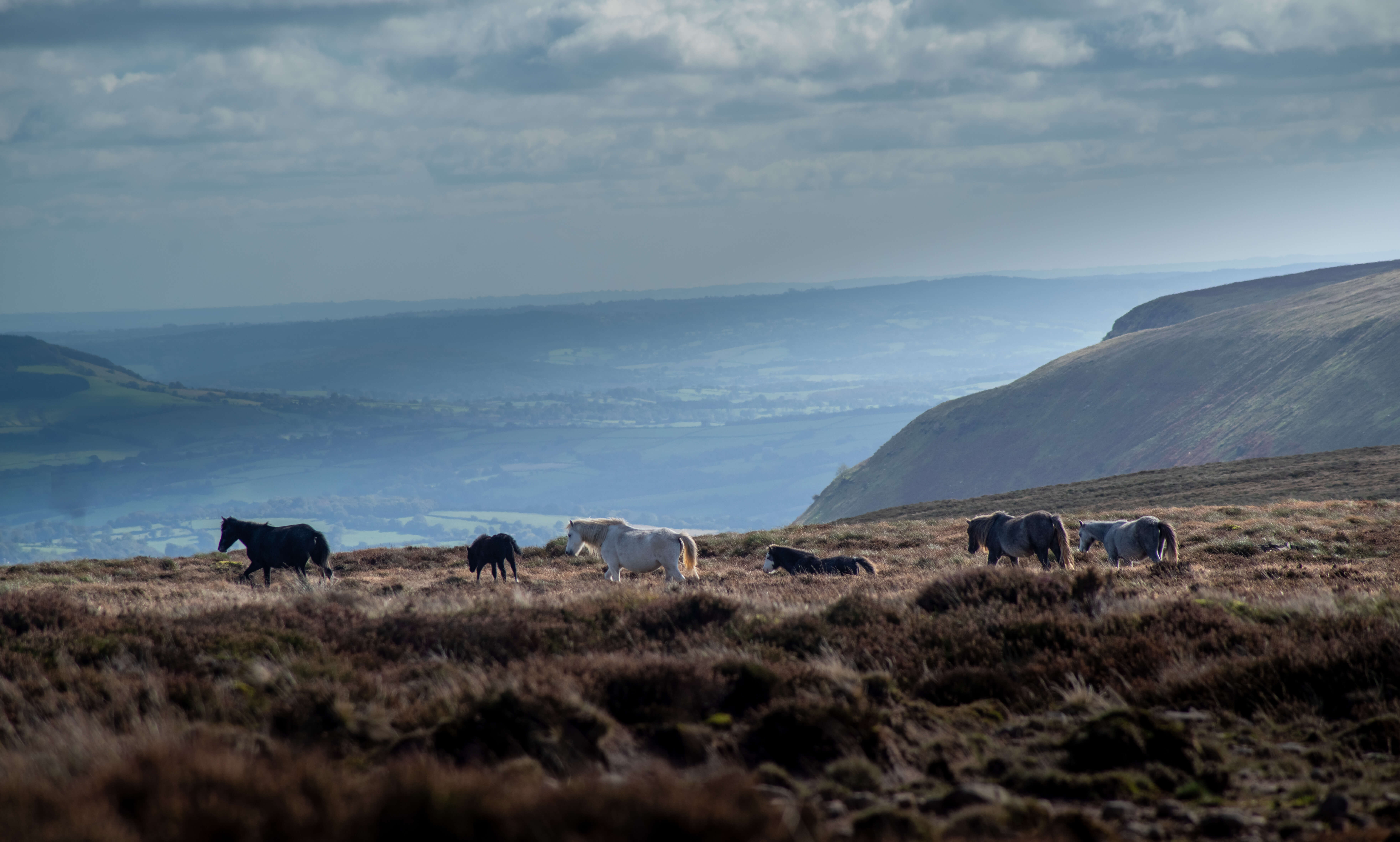 Welsh Ponies roaming free on the Welsh hillside - HQ Pony Magazine