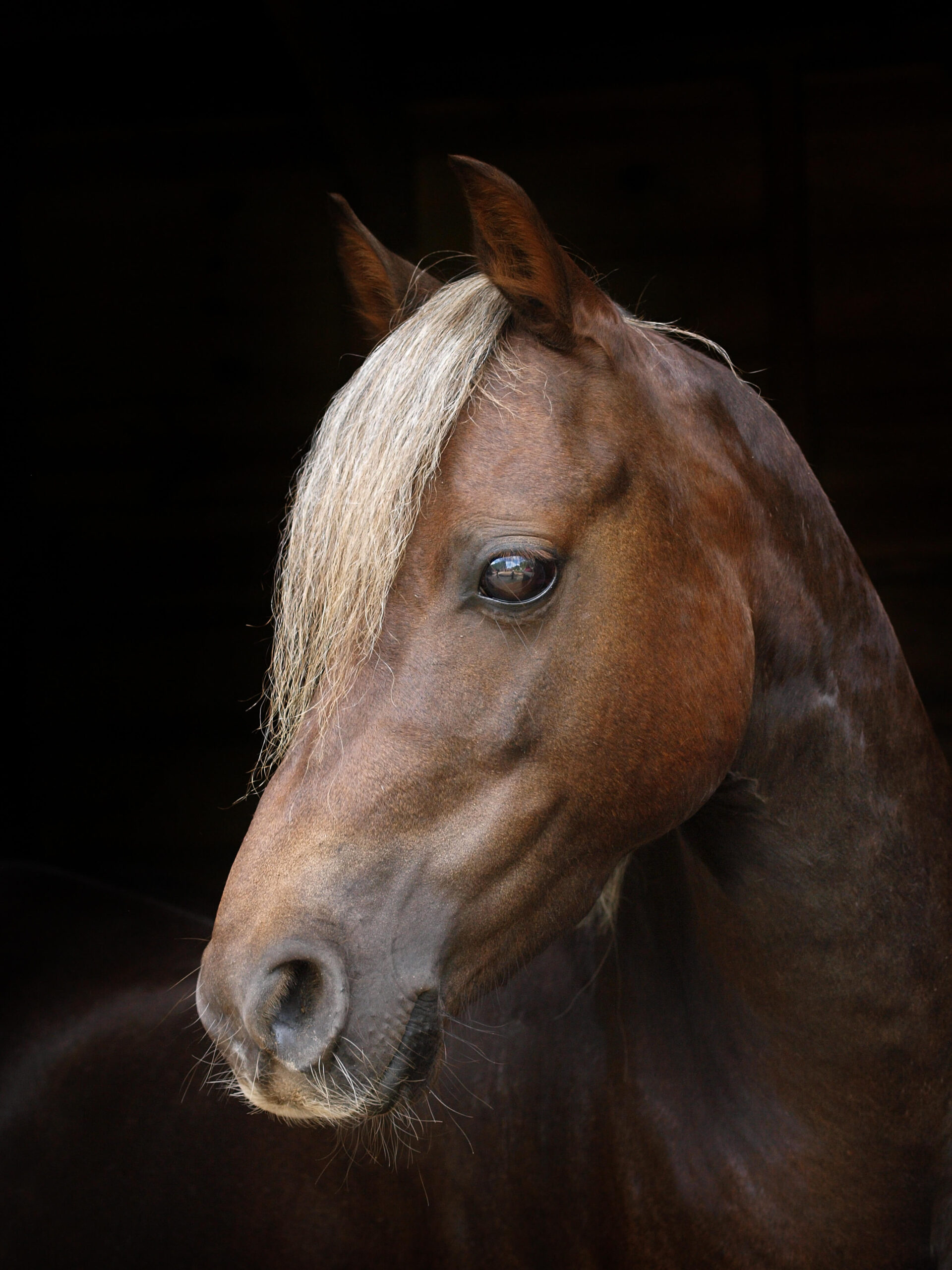 Close up of Section B Welsh Pony with flaxen mane, set against a black background - HQ Pony Magazine