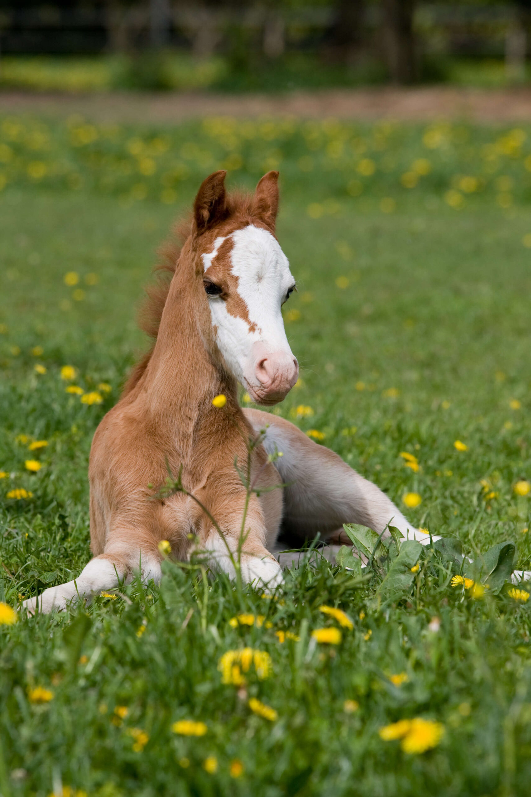 Chestnut Welsh Pony foal