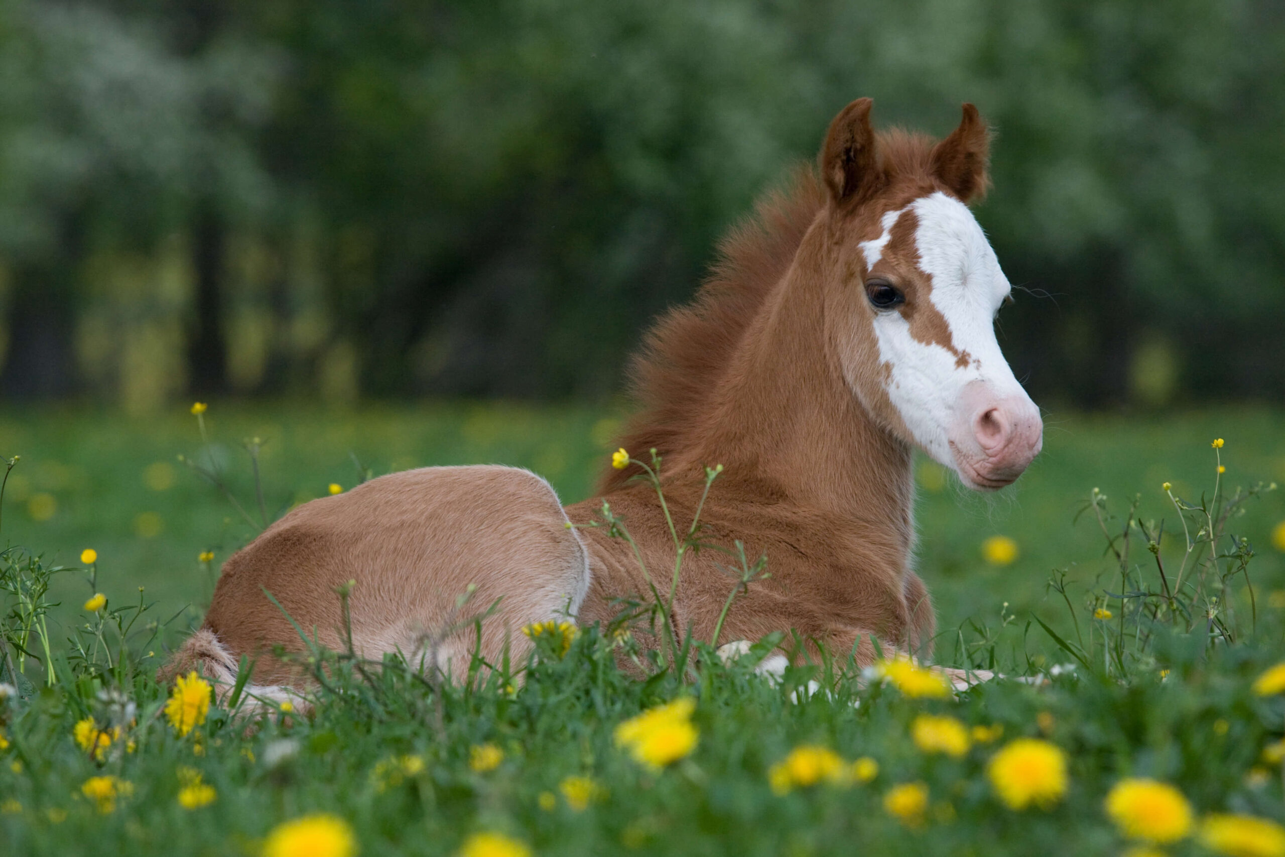 Chestnut Welsh Pony foal - HQ Pony Magazine