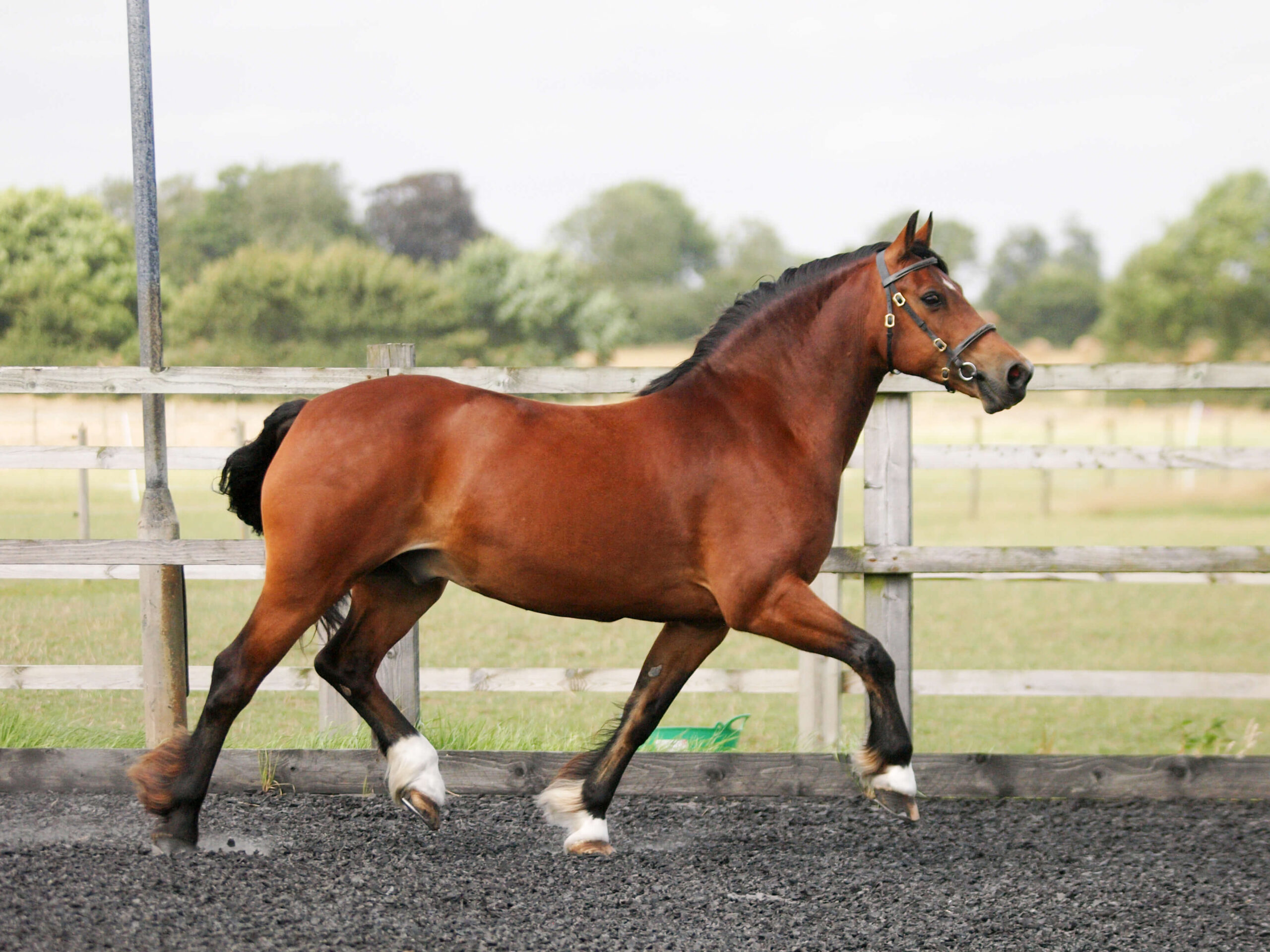 A bay Welsh Cob (Section D) with three white socks - HQ Pony Magazine