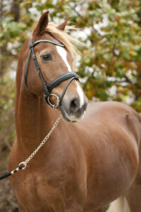 A chestnut horse with a flaxen mane and tale standing in a full bride with a snaffle bit - HQ Pony Magazine