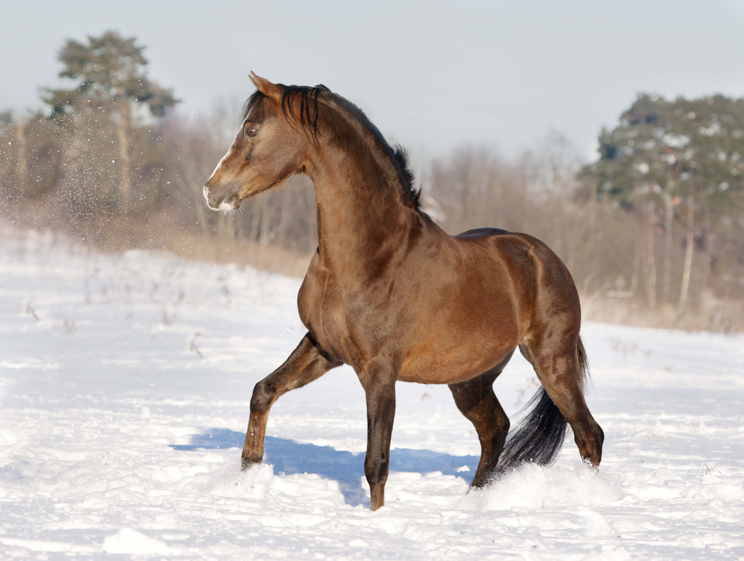 Beautiful liver-chestnut Section B Welsh Pony playing the snow - HQ Pony Magazine