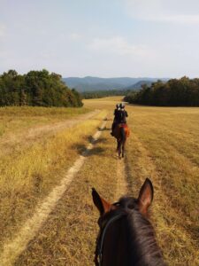 Looking through the ears of a horse to the two horses ahead, all going on an outride in a field - HQ Pony Magazine