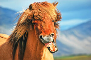Pony yawning and showing his teeth - HQ Pony Magazine