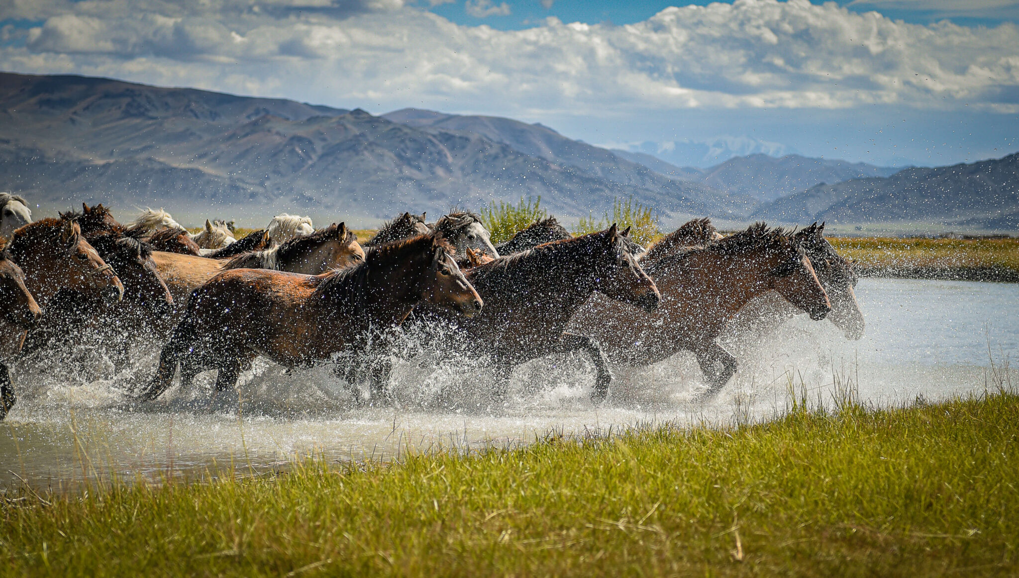 Herd of horses running together through a lake - HQ Pony Mag