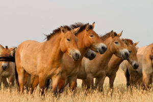 Przewalski's horses standing in a herd against an overcast sky - HQ Pony Magazine