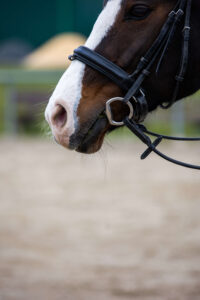 Bay horse with white blaze in eggbutt snaffle - HQ Pony Magazine
