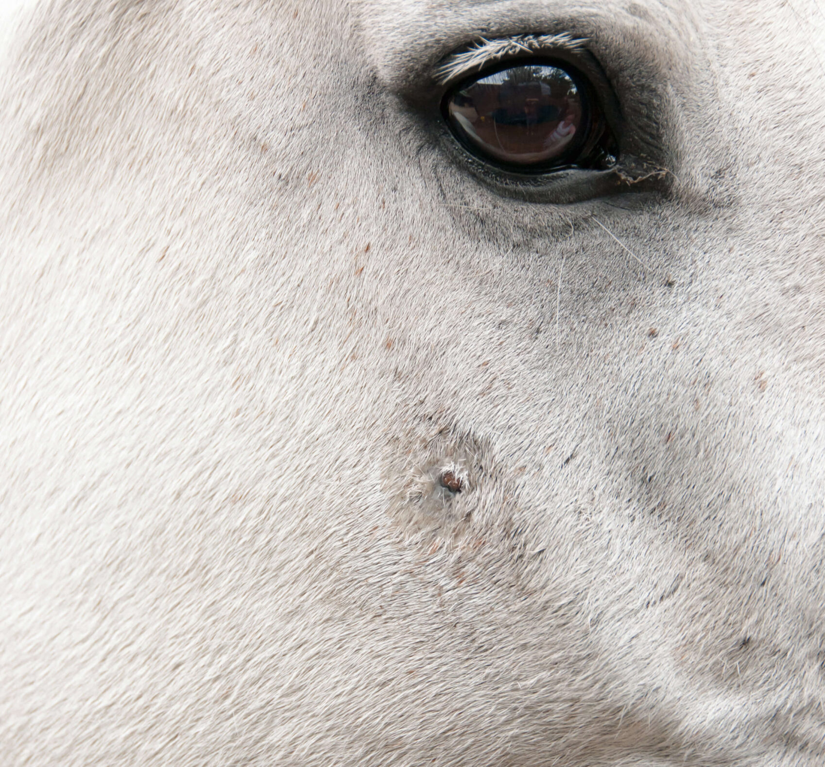 A grey horse with a sarcoid on his cheek - HQ Pony Magazine