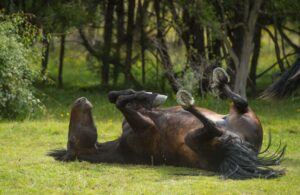 Horse rolling in the paddock - HQ Pony Mag