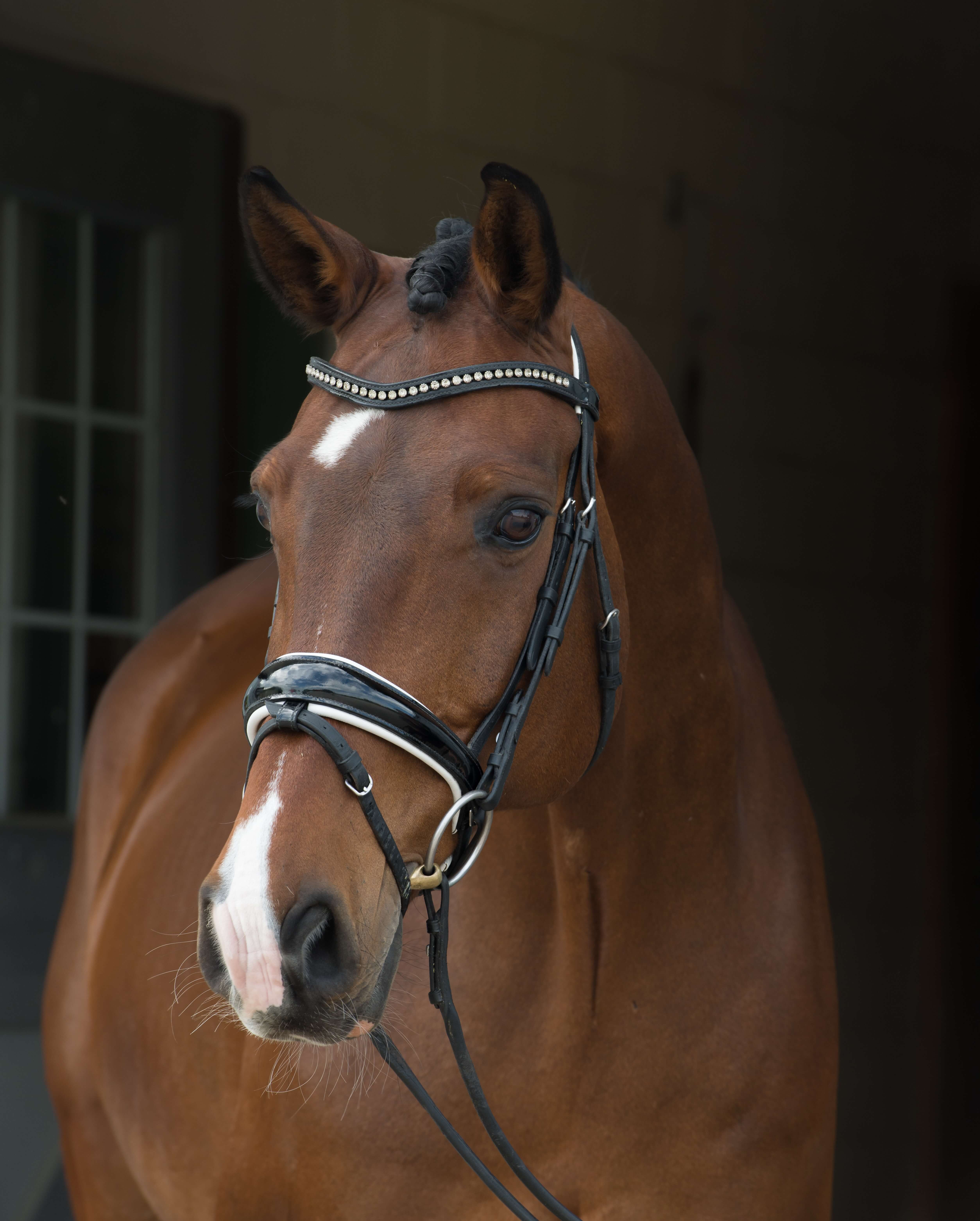 Bay horse standing in a stable entrance in his bridle - HQ Pony Magazine