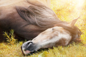 Horse sleeping in the paddock - HQ Pony Mag