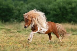 Patchy Shetland with a big mane cantering along the paddock - HQ Pony Mag