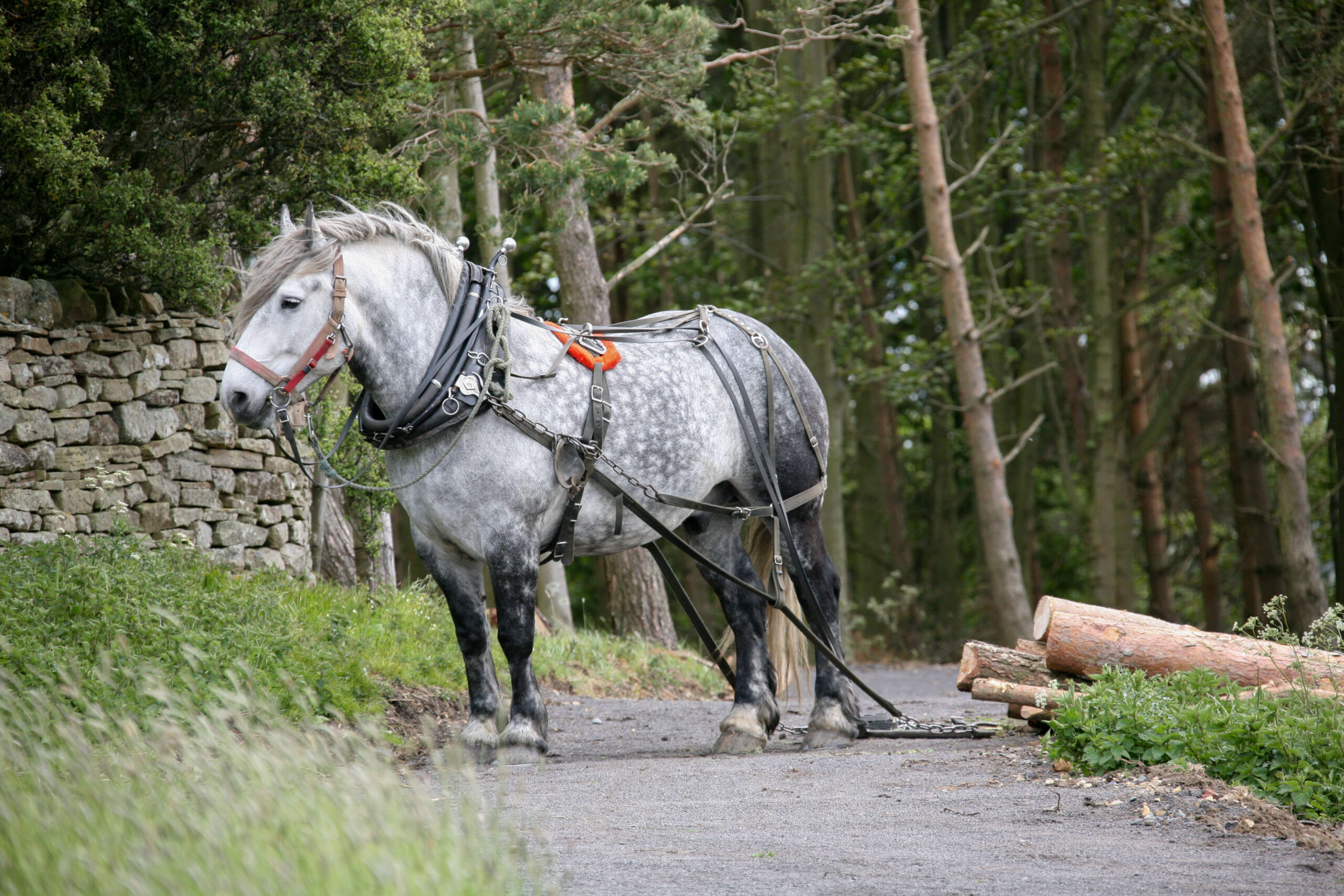 Percheron in a harness pulling logs in a forest in France - HQ Pony Mag