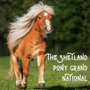 Header image for the Shetland Pony Grand National article
