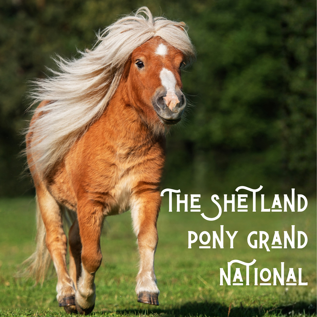 Header image for the Shetland Pony Grand National article