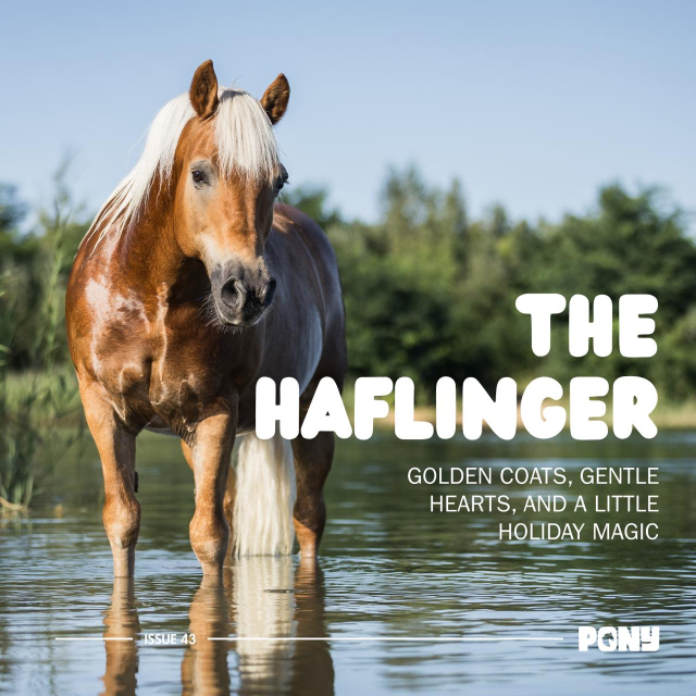 A title image for a Pony Mag article titled the Haflinger which focuses on the gentle breed with golden coats