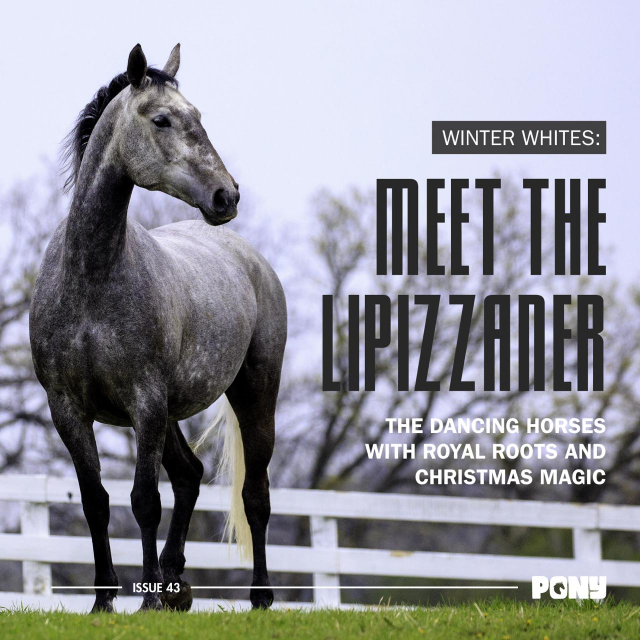 A title image for an article about Lipizzaners titled Winter Whites: Meet the Lipizzaner