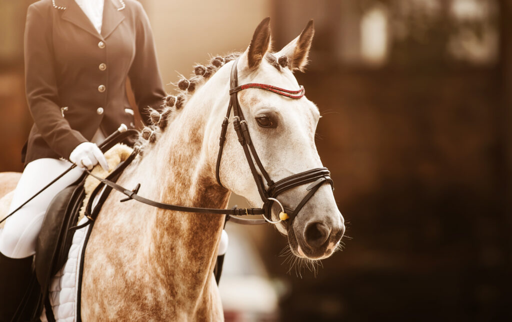 A close up image of a grey horse in show gear and its mane plaited neatly with a rider also in show gear - HQ Pony Magazine
