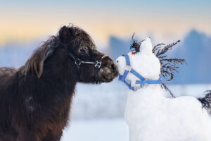 A close up image of a small shetland pony wearing a halter sniffing a snowman shaped like a horse also wearing a halter