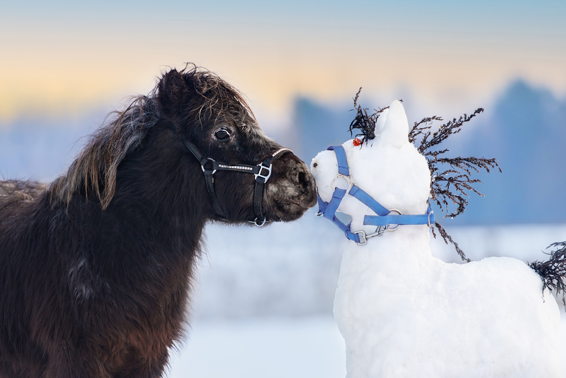 A close up image of a small shetland pony wearing a halter sniffing a snowman shaped like a horse also wearing a halter