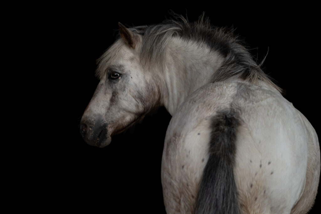 A close up and isolated image of a small grey pony turning its head to look behind it on a black background