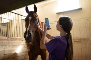 An image of a girl holding her hand to her chestnut horses face with a white stripe and her phone in her other hand to take a picture of the horses face