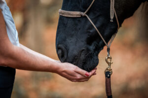 A close up and in focus image of black horse wearing a rope halter with its muzzle in a persons hands