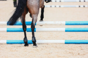A close up shot of a roan pony with jumping tendon boots jumping over a white and blue jump in a sandy arena