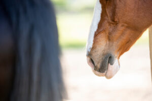 A close up image of a chestnut horses muzzle with a white blaze that continues onto the horses chin and jaw