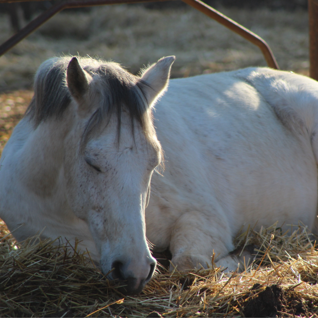 Pony lying down feeling unwell.