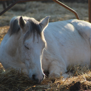 Pony lying down feeling unwell.