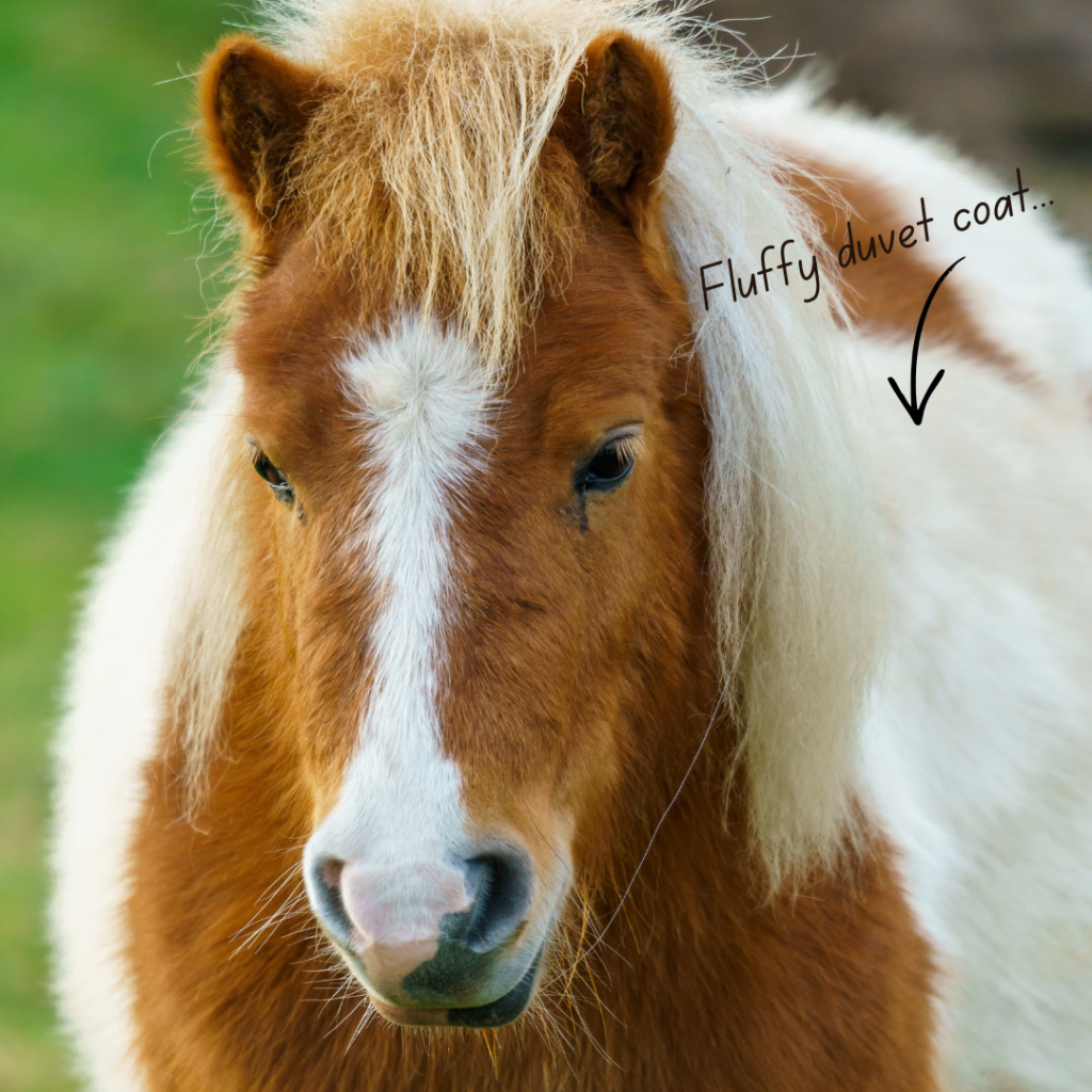 Pony with very fluffy winter coat